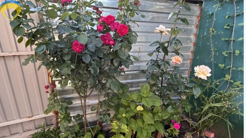 продажа дома номер H-174701 в Малиновском районе, фото номер 6